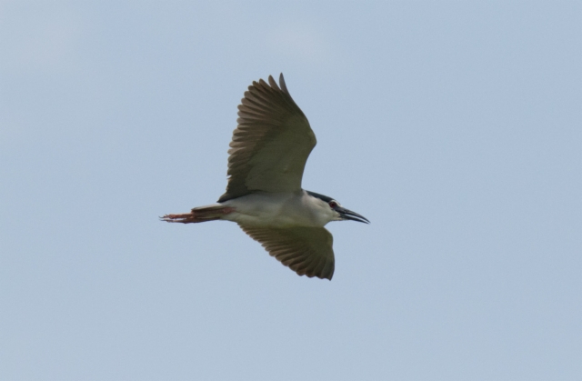 Yöhaikara Nycticorax nycticorax Night Heron adult