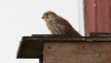 Tuulihaukka Falco tinnunculus Common Kestrel
