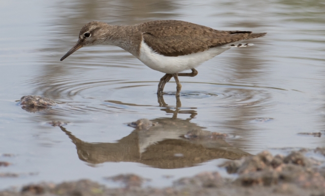 Rantasipi Actitis hypoleucos Common Sandpiper +1cy