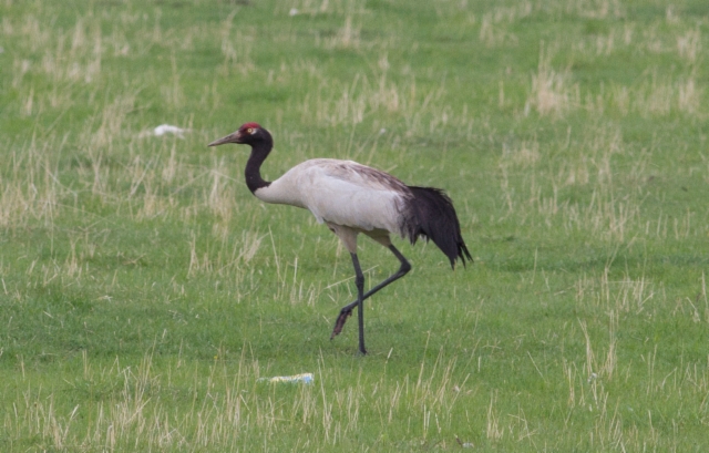 Mustakaulakurki Grus nigricollis Black-necked Crane adult