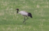 Mustakaulakurki Grus nigricollis Black-necked Crane adult