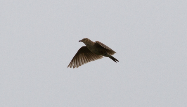 Aasiankiuru Alauda gulgula Oriental Skylark +1cy