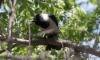 Idännaakka Corvus dauuricus Daurian Jackdaw adult