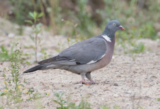 Sepelkyyhky Columba palumbus Woodpigeon +1cy moulting