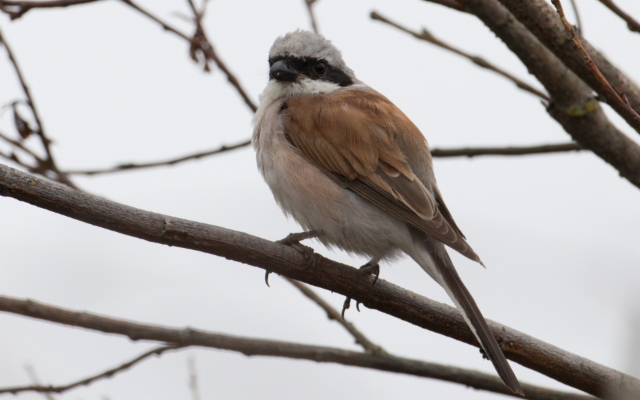 Pikkulepinkäinen Lanius collurio Red-backed Shrike +1cy male