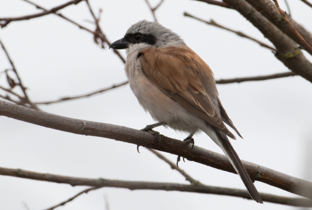 Pikkulepinkäinen Lanius collurio red-backed Shrike +1cy male