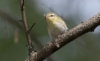 Sirittäjä Phylloscopus sibilatrix Wood Warbler 