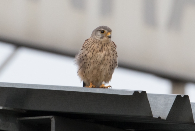 Tuulihaukka Falco tinnunculus Common Kestrel +1cy male with ring