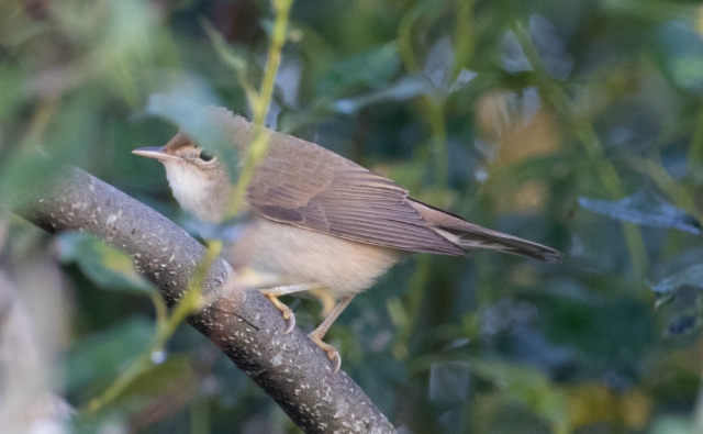 Luhtakerttunen Acrocephalus palustris Marsh Warbler 1cy