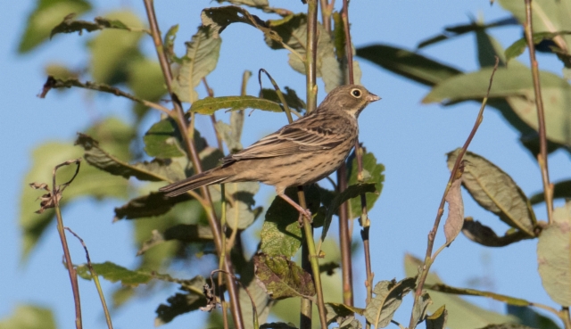 Peltosirkku Emberiza hortulana Ortolan Bunting 1 cy