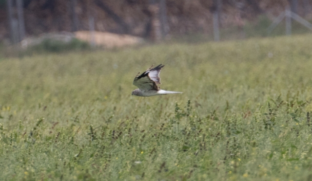 Sinisuohaukka Circus cyaneus Hen Harrier 2cy male