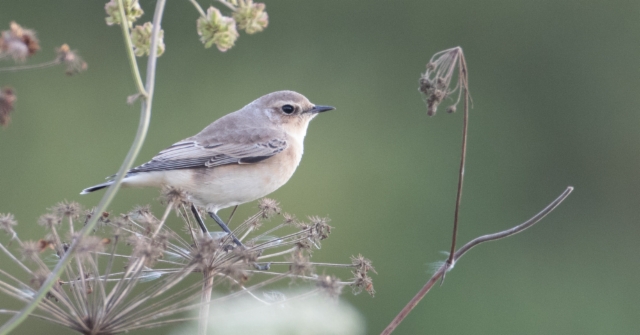 Kivitasku Oenanthe oenanthe Northern Wheatear