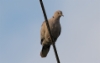 Turkinkyyhky Streptopelia decaocto Eurasian Collared Dove