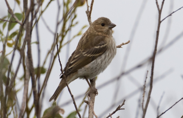 Punavarpunen Common Rosefinch Carpodacus erythrinus 1cy