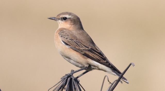 Kivitasku Oenanthe oenanthe Northern Wheatear