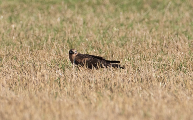 Arosuohaukka Circus macrourus Pallid Harrier 1cy male