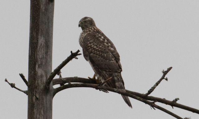 Kanahaukka Accipiter gentilis Goshawk 1cy