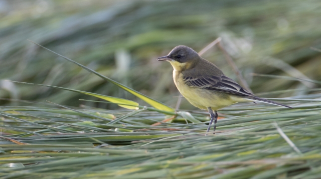 Keltavästäräkki Motacilla flava Western Yellow Wagtail