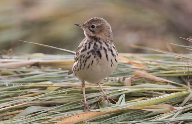 Lapinkirvinen Anthus cervinus Red-throated Pipit 1cy (male?)