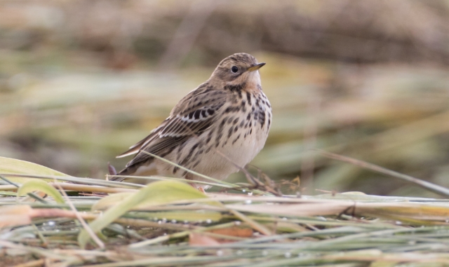 Lapinkirvinen Anthus cervinus Red-throated Pipit 1cy (male?)