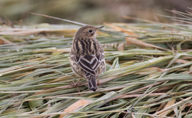 Lapinkirvinen Anthus cervinus Red-throated Pipit 1cy (male?)