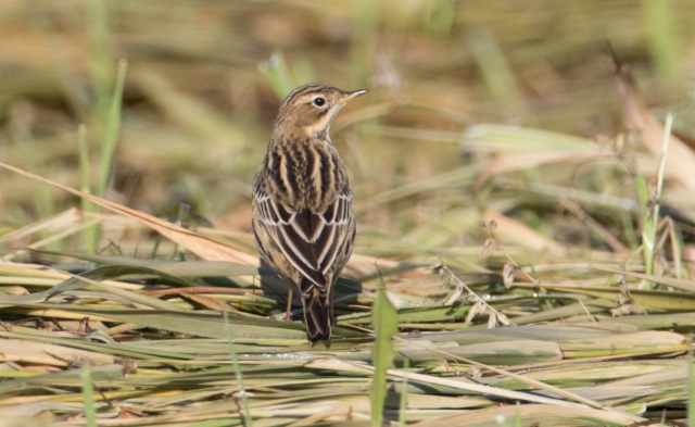 Lapinkirvinen Anthus cervinus Red.throated Pipit 1cy