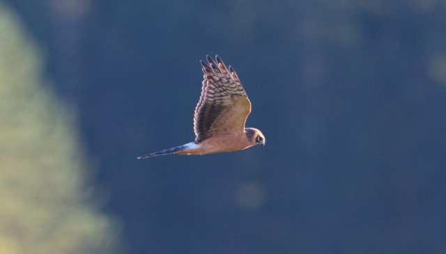 Arosuohaukka Circus macrourus Pallid Harrier 1cy female