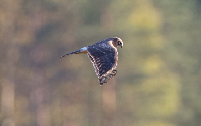 Arosuohaukka Circus macrourus Pallid Harrier 1cy female