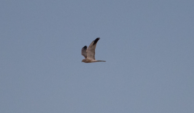 Arosuohaukka Circus macrourus Pallid Harrier 2cy male