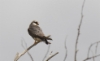 Amurinhaukka Falco amurensis Amur Falcon female