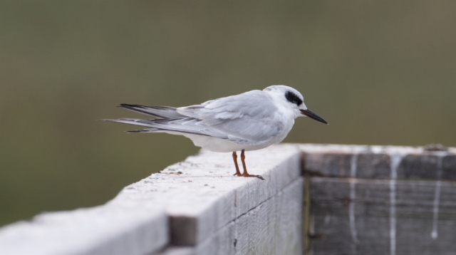 Hopeatiira Sterna forsteri Forster´s Tern