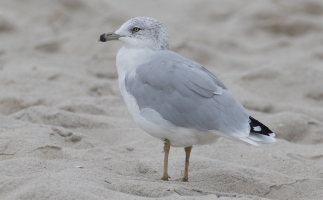 Rengasnokkalokki Larus delawarensis Ring-billed Gull adult moulting primaries