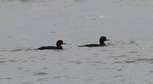 Amerikanmustalintu Melanitta americana Black Scoter males