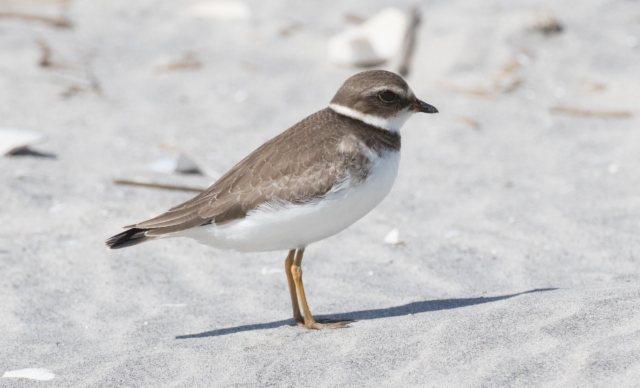 Kanadantylli Charadrius semipalmatus Semipalmated Plover 1cy