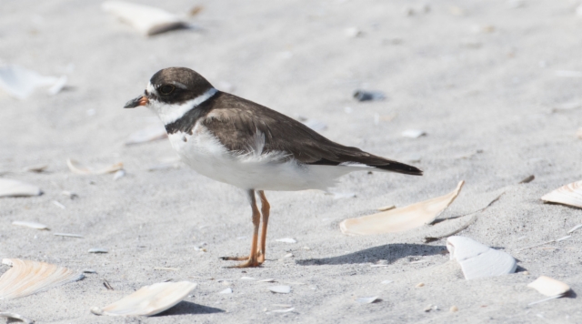 Kanadantylli Charadrius semipalmatus Semipalmated Plover +1cy