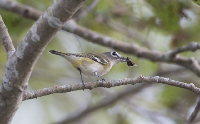 Silmälasivireo Vireo solitarius Blue-headed Vireo