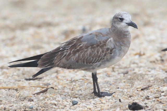 Nokisiipilokki Larus atricilla Laughing Gull 1cy