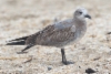 Nokisiipilokki Larus atricilla Laughing Gull 1cy