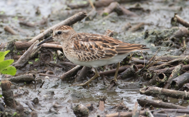 Amerikansirri Calidris minutilla Least Sandpiper 1cy