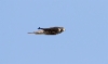 Muuttohaukka Falco peregrinus Peregrine Falcon 1cy