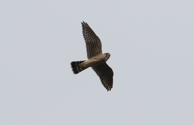 Ampuhaukka Falco columbarius Merlin