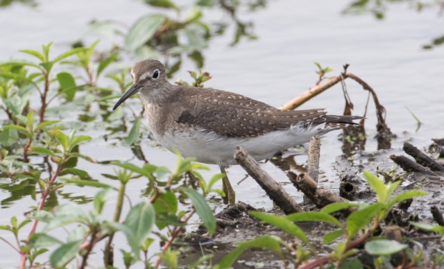 Amerikanmetsäviklo Tringa solitaria Solitary Sandpiper