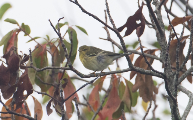 Viirukerttuli Setophaga striata Blackpoll Warbler