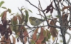 Viirukerttuli Setophaga striata Blackpoll Warbler