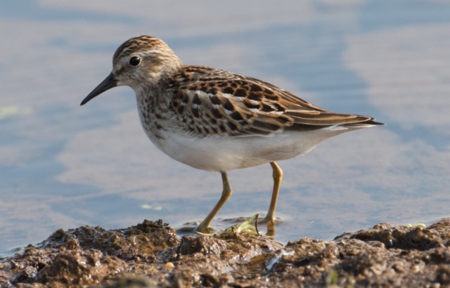 Amerikansirri Calidris minutilla Least Sandpiper 1cy