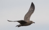 Amerikanharmaalokki Larus smithsonianus American Herring Gull 1cy