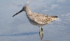 Rämekurppelo Limnodromus griseus Short-billed Dowitcher 1cy moulting to first-winter plumage