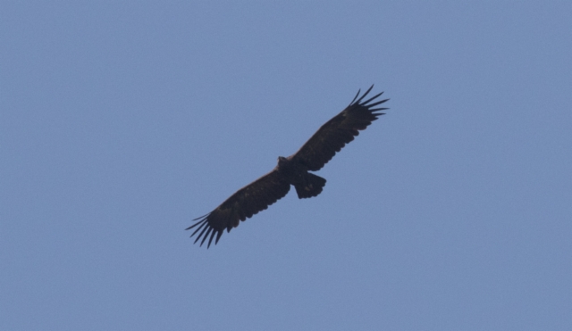 Kiljukotka Aquila clanga Greater Spotted Eagle