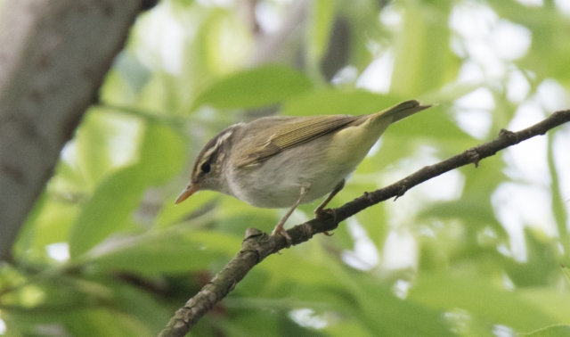 Amurinuunilintu Phylloscopus coronatus Eastern Crowned Warbler