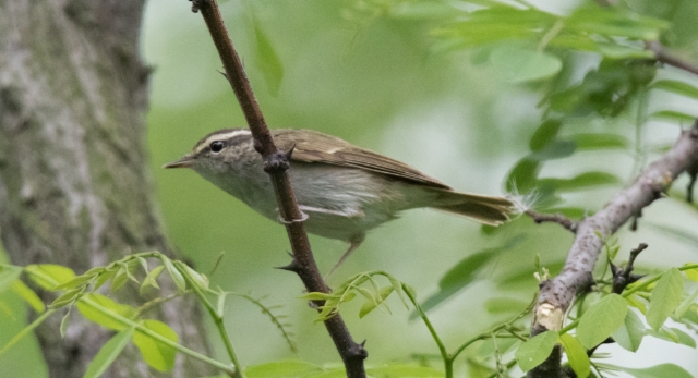 Ussurinuunilintu Phylloscopus tenellipes Pale-legged Leaf Warbler